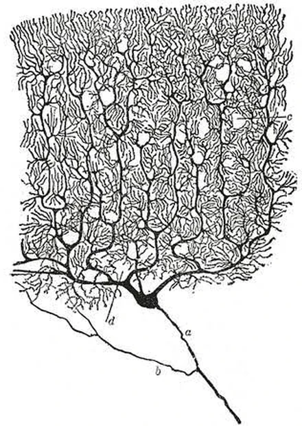 Santiago Ram&oacute;n y Cajal's drawing of a cerebellar Purkinje cell