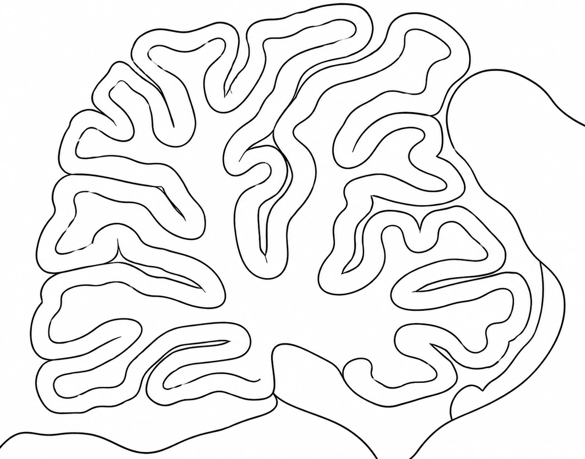 Outline drawing of a sagittal section through the cerebellum