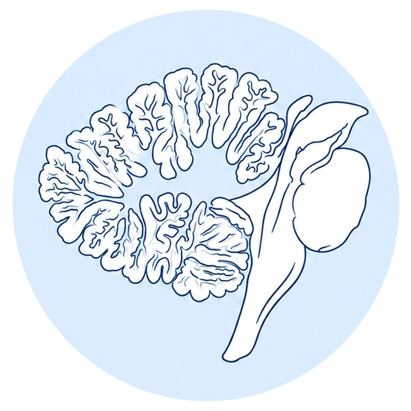 Line drawing of a sagittal section of the cerebellum inside a pale blue circle